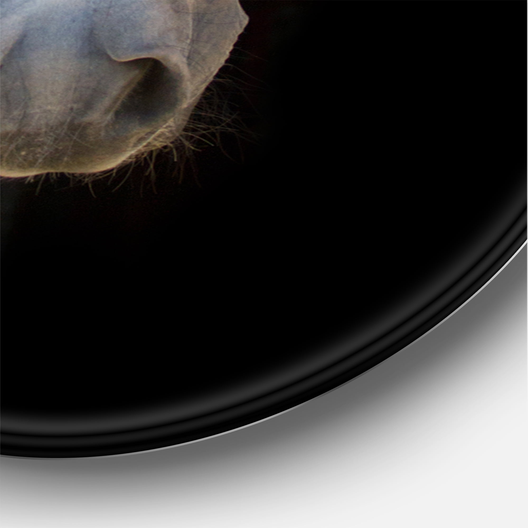 Designart 'Close Up Portrait Of A White Horse' Farmhouse Circle Metal Wall Art 36x36 - Disc of 36