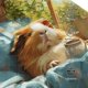 thumbnail image 3 of Balery Lazy Home Style Guinea Pig Gorra de béisbol de tamaño ajustable para correr, entrenar y actividades al aire libre. Gorra de papá para todas las estaciones., 3 of 6
