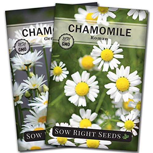 Chamomile Seed Collection Non GMO Varieties 2 Count