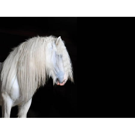 White Shire Horse With Black Background Print Wall Art By White Shire Horse With Black Background Print Wall Art By I Love Nature