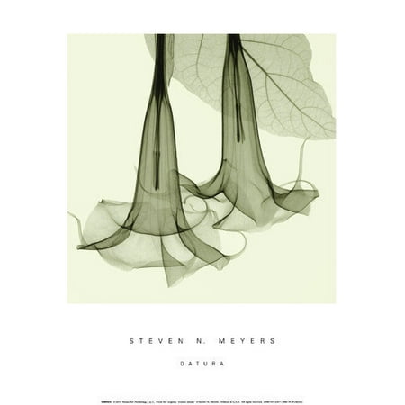 Evive Designs Datura By Steven N Meyers Photographic Print