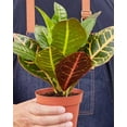 thumbnail image 5 of Croton Petra Codiaeum Variegatum Pictum  'Joseph's Coat' - Live Air-Purifying Indoor Plant in Nursery Pot – Easy Care, Low Maintenance Houseplant for Home & Office Decor, Natural Air Cleaner, Best for, 5 of 6