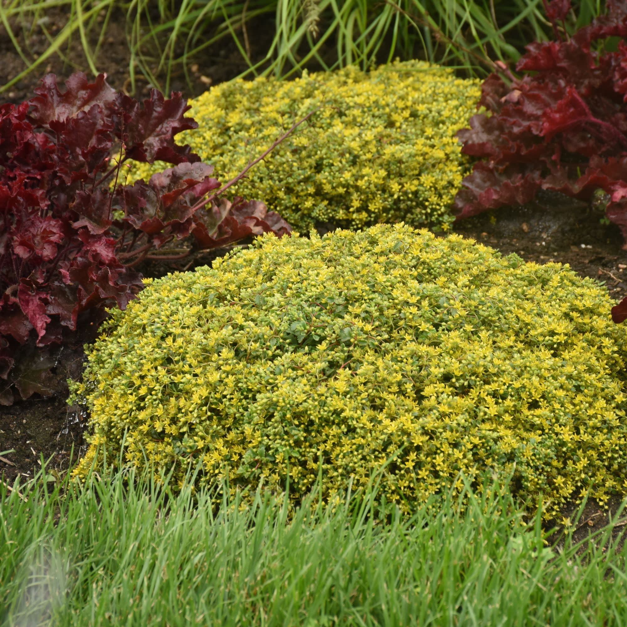 Proven Winners 5" Rock 'N Low 'Yellow Brick Road' Stonecrop Live Plant in 4.5" Pot (4 Count)