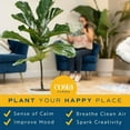 Fiddle Leaf Fig Tree, Ficus Lyrata, Live Indoor Plant Potted in Indoor