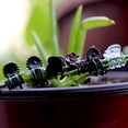 thumbnail image 3 of MUCIAKIE Green Plant Clips Orchid Flowers Support Clamp Long Lasting 60 Piece, 3 of 6