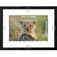 thumbnail image 3 of Lion Cub, Animals Framed Art Print Wall Art Sold by Art.Com, 3 of 6