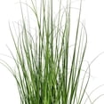 thumbnail image 2 of 24" Green Lemongrass Potted, 2 of 2