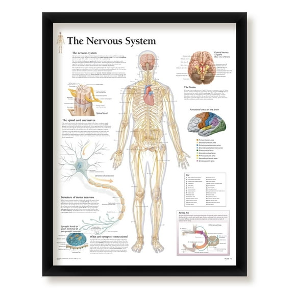 The Nervous System Framed Medical Educational Informational Poster Diagram Doctors Office School Classroom 22x28 Inches