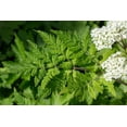 thumbnail image 7 of 20  Seeds SWEET CICELY Myrrhis Odorata Herb Fragrant Flower Licorice Flavor, 7 of 7