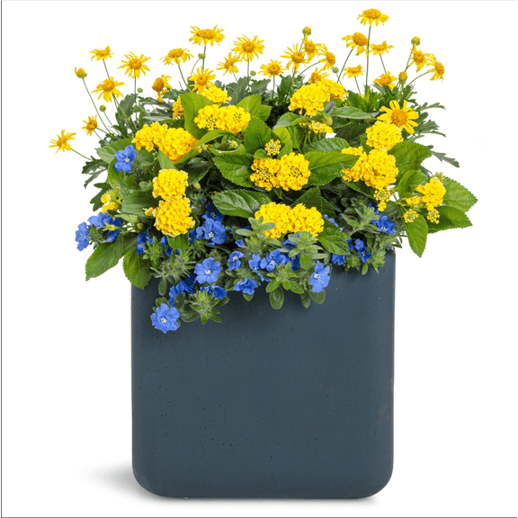 Lantana Trailing Yellow Live Starter Plant for Planting, Perennial Flowering Lantana Well Rooted, Outdoor Growing, 4 to 6 Inch Tall, Ship No Pot