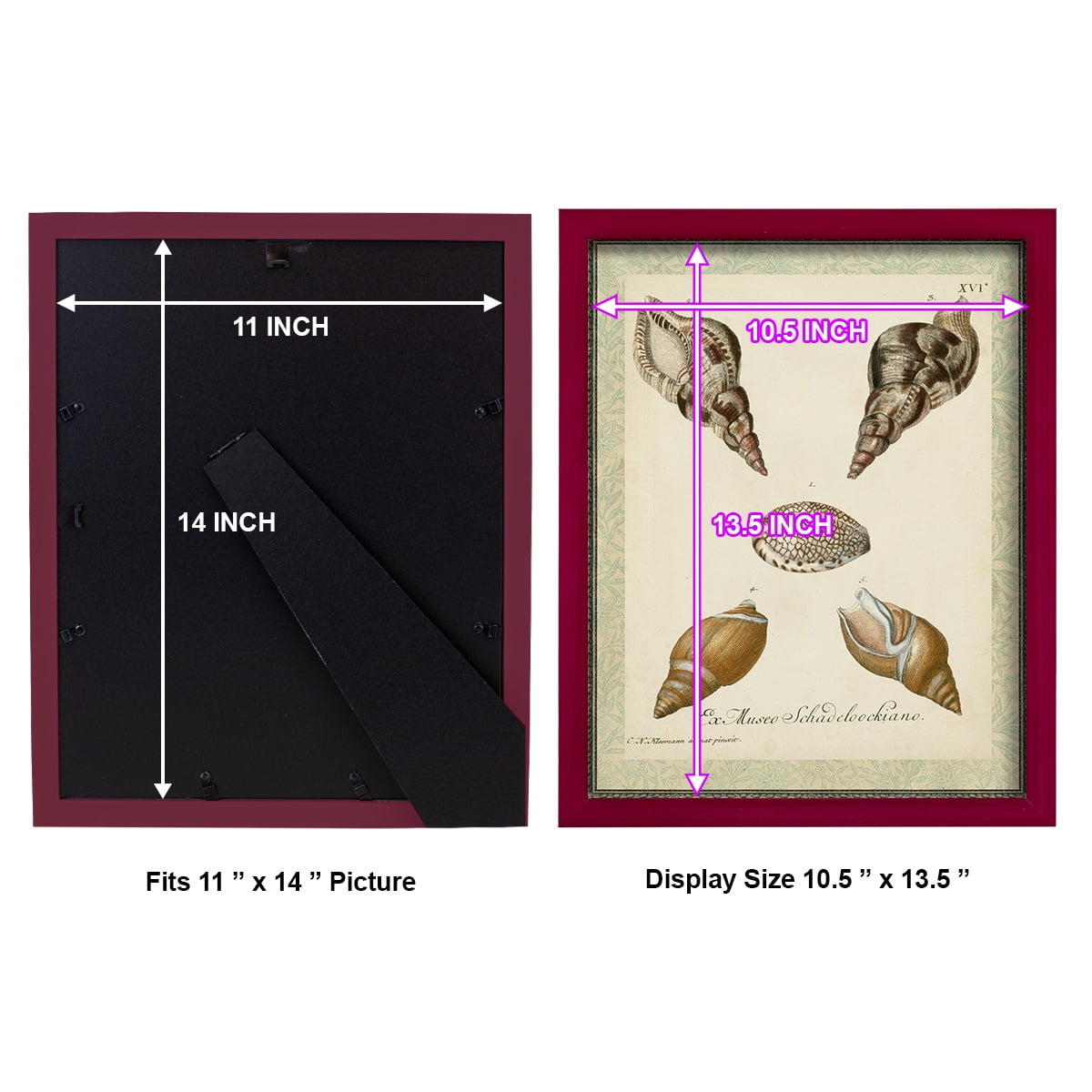 Bookplate Shells VIII - Framed Print w/glass - Cherry Red
