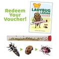 thumbnail image 4 of Insect Lore Ladybug Land Growing Kit Habitat with Voucher for Live Larvae, 4 of 10