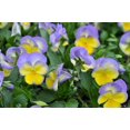 thumbnail image 2 of Halo Lemon Frost Hardy Violet Perennial  - Viola - Quart Pot, 2 of 4