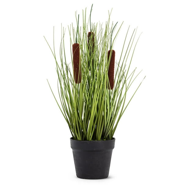 Cat 2024 tail grass