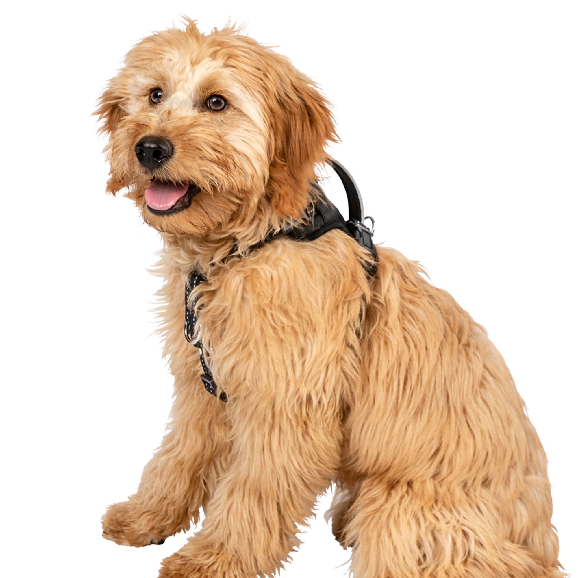 Premier Pet No Pull Comfort Harness for Small Dogs- Padded with Reflective  Stitching 