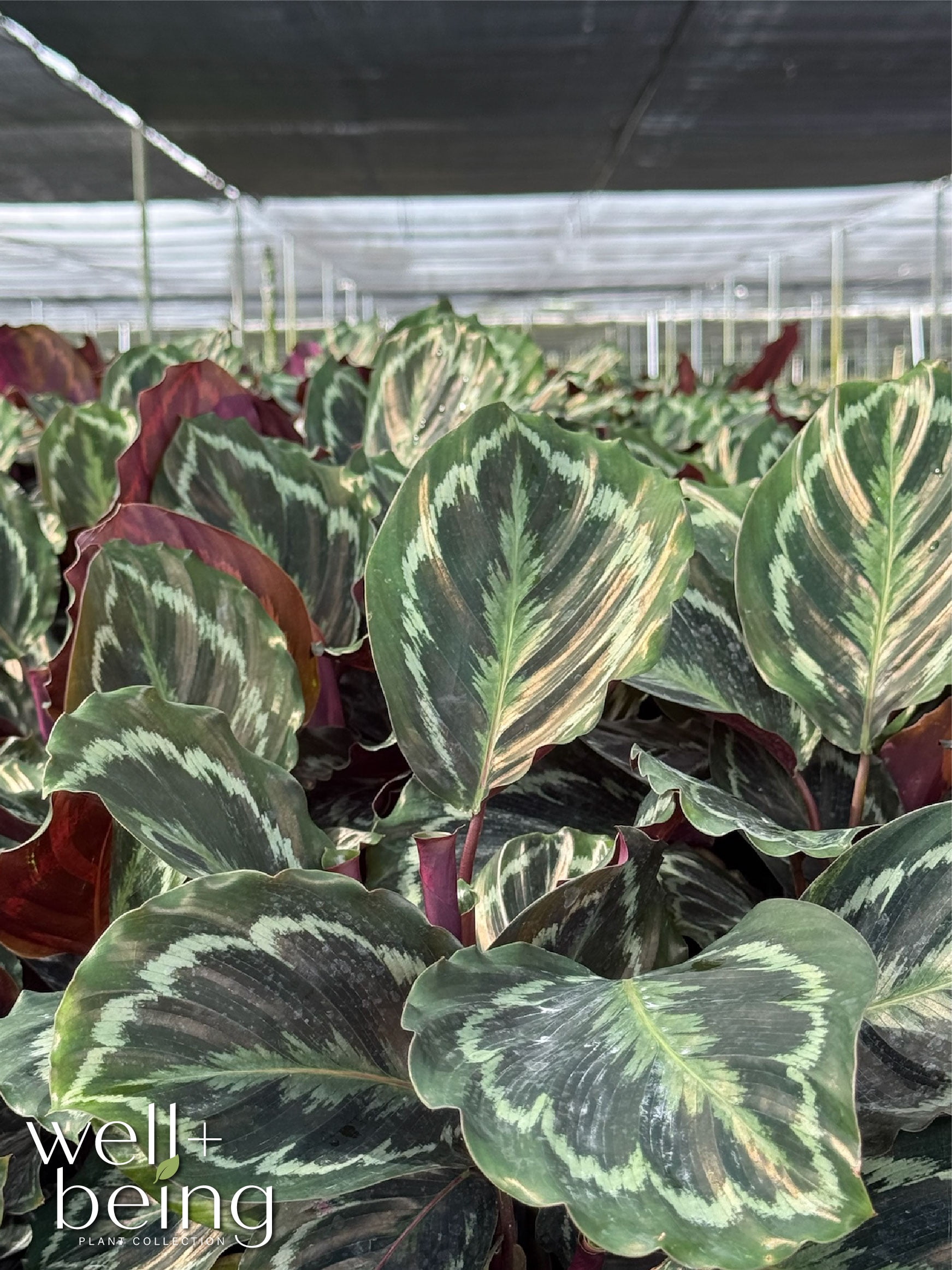 Nature’s Way Farms Calathea Medallion Indoor Live Plant (25-30in Tall) in Grower Pot