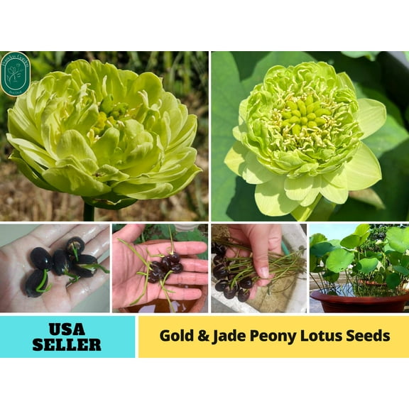 5 Rare Seeds| Gold &Jade Peony Lotus Seeds - Indian Lotus (Nelumbo nucifera) Seeds - Flower Seeds - B3G1 #Q066