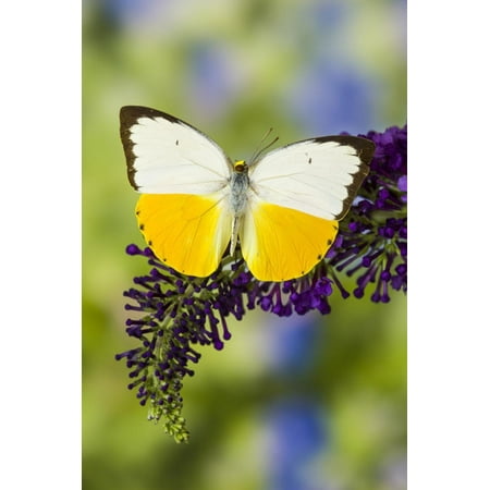 White and Yellow butterfly in the Pieridae family on purple Butterfly Bush Print Wall Art By Darrell