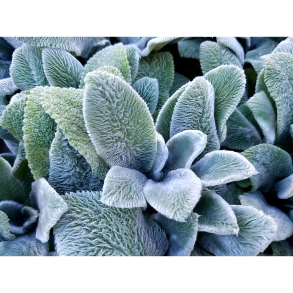 Lamb's Ear- Stachys- Live Starter Plant