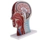 thumbnail image 2 of 1: 1 Cabeza Y Cuello Músculos Superficiales Nervios Medicina Anatómica s de Modelos s Sección Suministros de Aprendizaje perfke Estatua de cuello de cabeza humana, 2 of 5