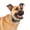 Green, White, variant on PetSafe Comfort Dog Collar – Adjustable Fit for Small, Medium and Large Dog Breeds – Reflective Stitching -- High-Quality Padded Materials – Built-in D-Ring – Small, Black