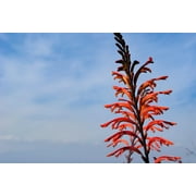 5 AFRICAN FLAG Chasmanthe Floribunda Cornflag Red Orange Hummingbird Flower Seeds