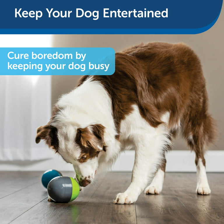 Zoom & Zoomies: Top Toys to Keep Your Dog Busy While You Work