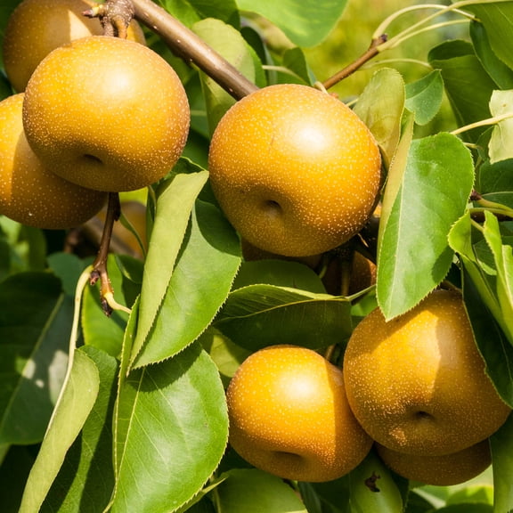 Drippin' Honey Asian Pear Standard Dormant Bare Root Starter Fruit Tree (1-Pack)