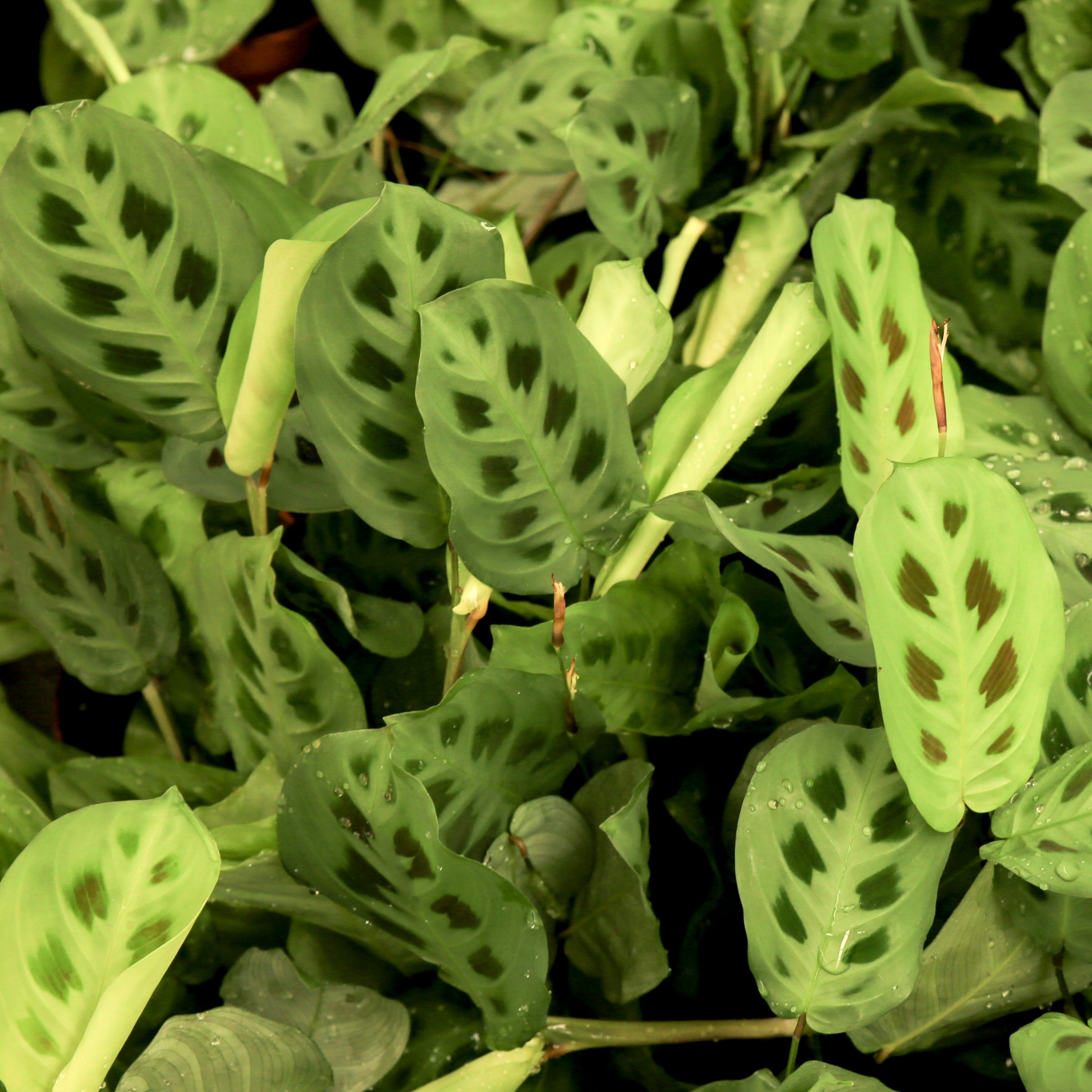 4 in. Maranta Green Plant in Grower Container (3-Pack)