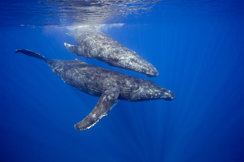 A Pair Of Humpback
