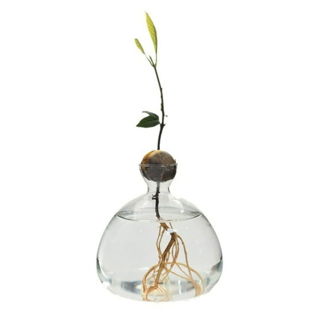 Jarrón hidropónico de vidrio transparente Apooke para semillas de aguacate