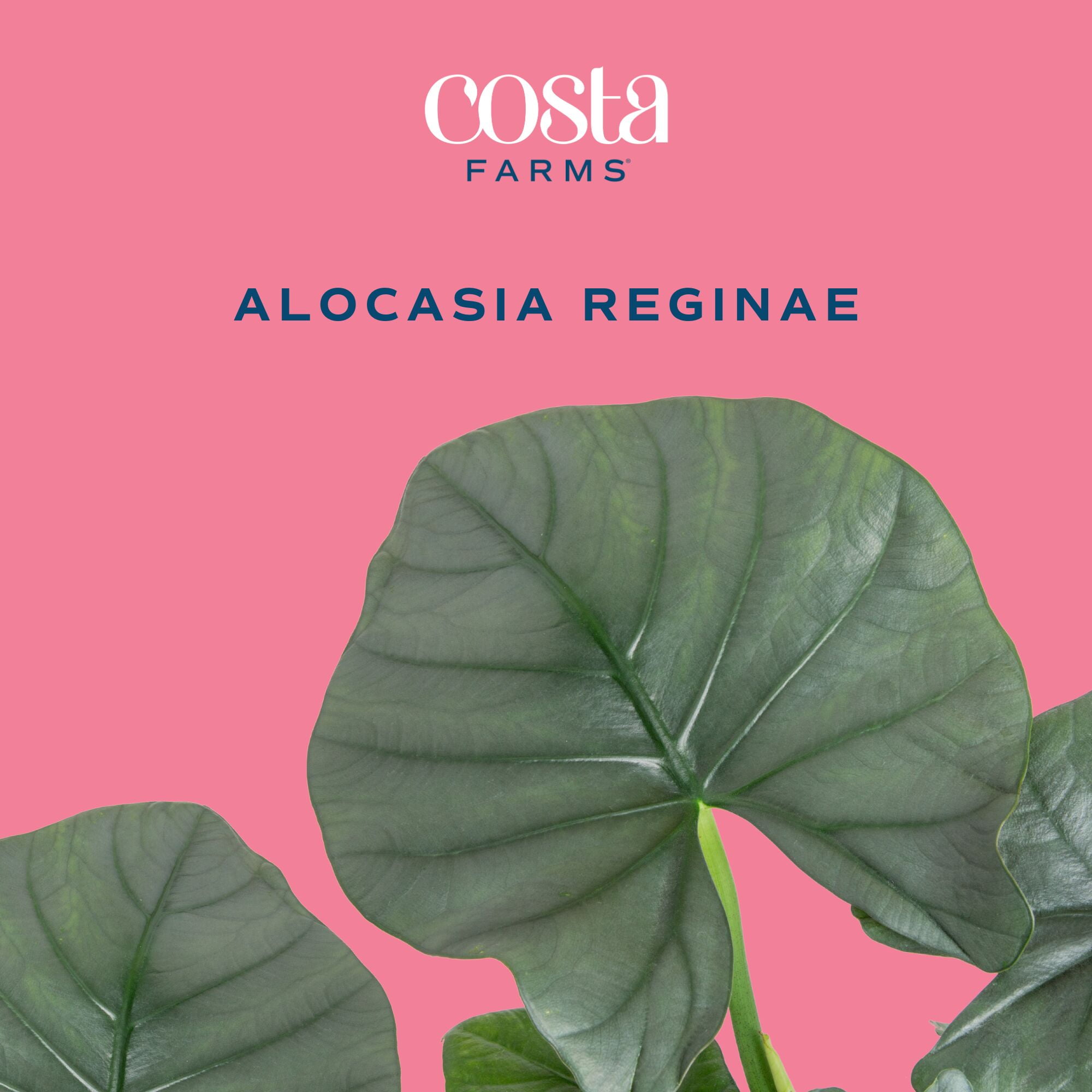 Costa Farms 12" Alocasia Reginae Live House Plants in 5" Self-Watering Pot