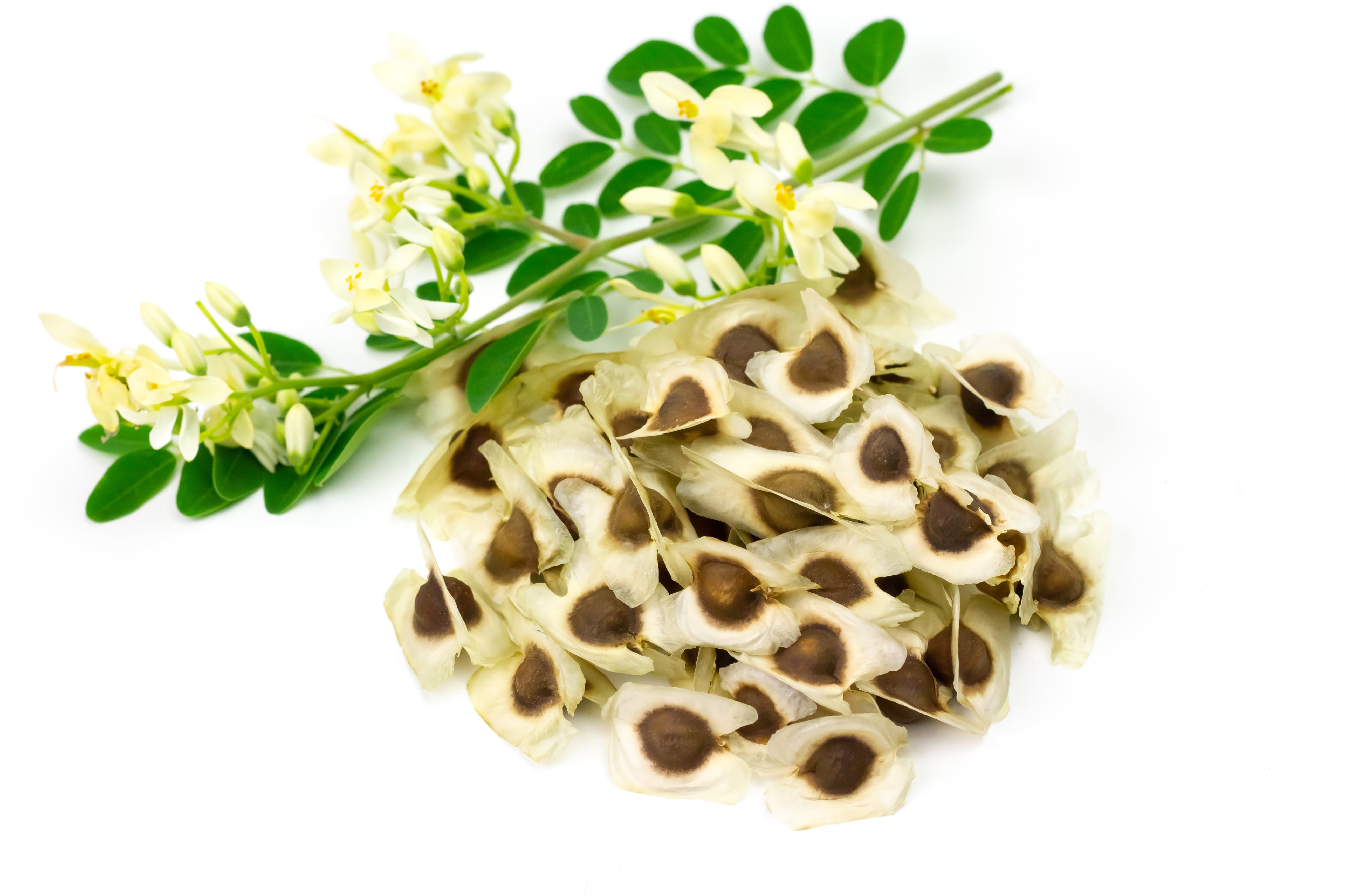 Moringa Plant 1 Live Moringa Seedling Organic Partial to Full Sun