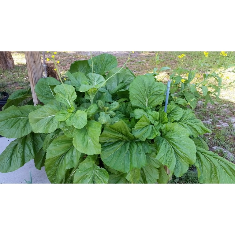 Broadleaf Mustard Green Seeds