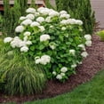 thumbnail image 7 of Brighter Blooms - Annabelle Hydrangea Shrub, 2 gal - No Shipping to AK, AZ, HI, 7 of 7