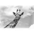 thumbnail image 2 of Richter, Regine 14x11 White Modern Wood Framed Museum Art Print Titled - The giraffe - Wildlife V, 2 of 4