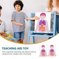 thumbnail image 2 of 2 Sets of Teaching Aids Human Organs Models DIY Teaching Aids for Children, 2 of 8