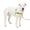 Apple Green, variant on PetSafe Deluxe Easy Walk Dog Harness, No Pull Leash, prevents from Choking on Walks, Steele, M/L