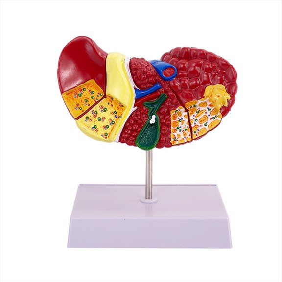 Modelo de Hígado para Patologías Comunes, Modelo de Hígado, Modelo de Anatomía de Consultorio de Anatomía