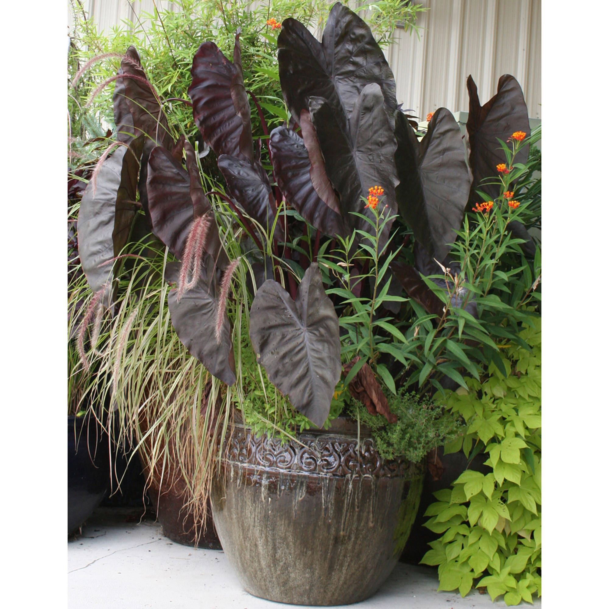 Van Zyverden Elephant Ears Diamond Head, Set of 1 Bulbs Blackish