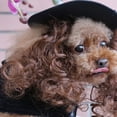 thumbnail image 4 of Capa, peluca y sombrero de poliéster para gatos y perros pequeños, color negro, talla L, disfraz para Halloween y Navidad para mascotas, 4 of 8