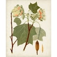 thumbnail image 2 of Unknown  15x18 Black Ornate Wood Framed with Double Matting Museum Art Print Titled - Antique Leaves III, 2 of 4