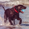 thumbnail image 3 of Balle Roulante Active, Jouet Interactif Intelligent pour Chien Multi Couleurs Flash PC et TPU pour Parc, 3 of 8