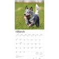 thumbnail image 3 of Blue Heelers | 2026 12x24" (Hanging) Square Wall Calendar | Plastic-Free, 3 of 9