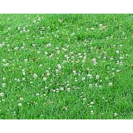 The Dirty Gardener Sun and Shade Lawn Seed with Clover, 5