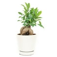thumbnail image 1 of Ficus Ginseng (6"+ Minimalist Pot) - Bonsai Tree - Feng Shui Houseplants for Decoration - Live, Heathy, and Air-Purifying Indoor Plant, 1 of 7