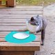 thumbnail image 4 of Cute Cat PVC Food Bowl Pad antideslizante Food Mat para perro gato cachorro Ormromra 220363-3, 4 of 9