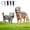 Gray-100cm, variant on 2027 Dinosaur Skeleton Glow in Dark Dog Cat, 1Pcs Costume Plush Pet Outfit for Medium Large Breeds Party Family Photos Novelty Apparel