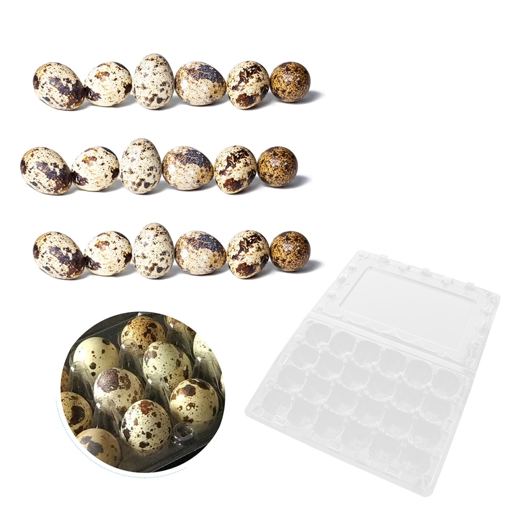 24PCS Quail Egg Carton Transparent Quail Eggs Storage Holder Premium Egg Carton