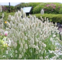 zellajake Rare Flower Seeds Lagurus Ovatus Ornamental Grass Bunny Tails Annual 100 Seeds